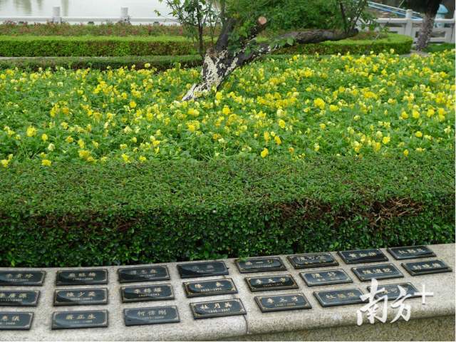 树葬花坛葬